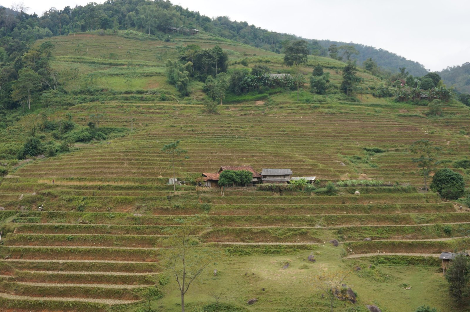 6-Day Hoang Su Phi Bike Tour: Northern Vietnam's Terraced Rice Field Adventure